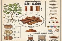 Chữa ho do cảm lạnh bằng bài thuốc Đông y an toàn hiệu quả cao